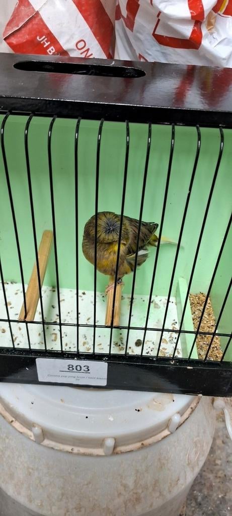 Gloster, Mannelijk, Postuurkanarie