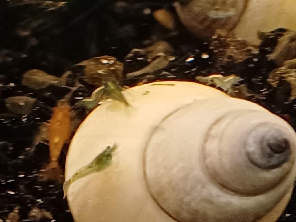 Hobbyaquarium witte wonderslakken / Filopaludina martensi, Dieren en Toebehoren, Vissen | Aquariumvissen, Zoetwatervis, Slak of Weekdier