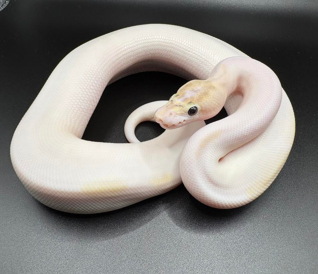 0.1 Ivory Pied ball python regius te koop Ball Python - male for sale from Kevin