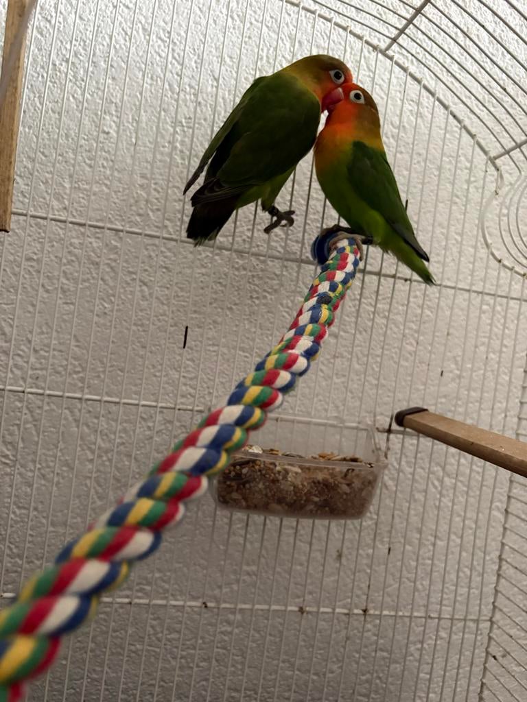 2 vogels, Dieren en Toebehoren, Meerdere dieren