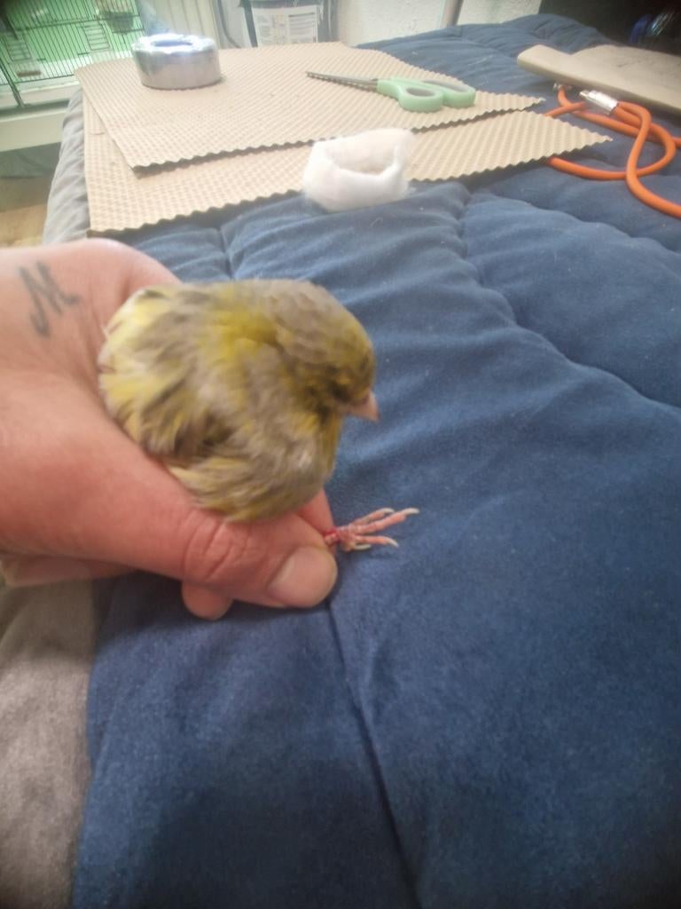 yorkshir 24 man, Dieren en Toebehoren, Vogels | Kanaries, Mannelijk, Kleurkanarie