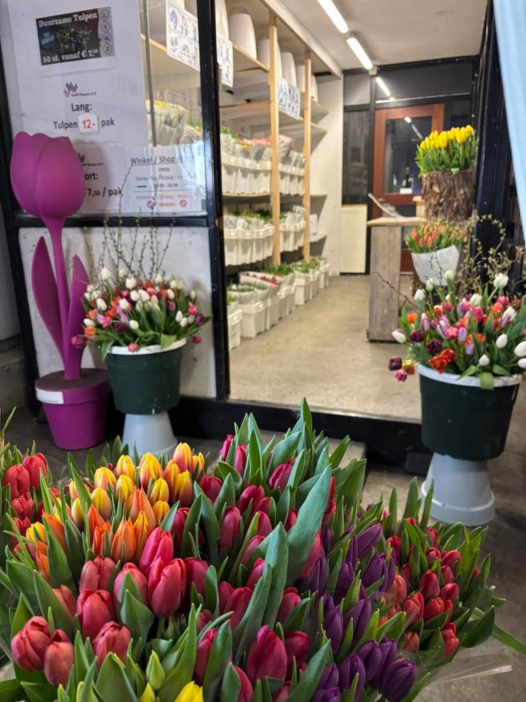 Verse duurzame tulpen te koop. Actie, bijna gratis, Ophalen, Nieuw