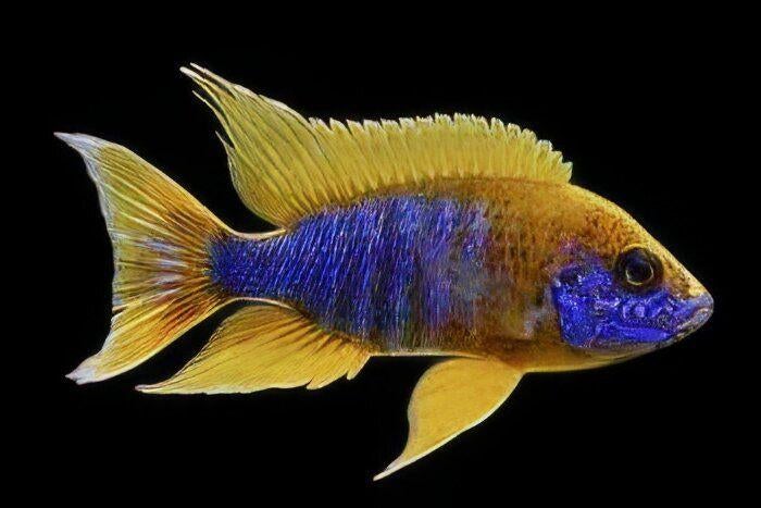 Malawi Cichliden: Aulonocara mamelela, Vis, Zoetwatervis