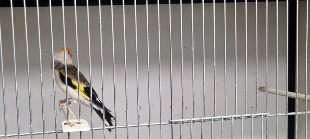 Majoor Putter witkop wildkleur man, Dieren en Toebehoren, Mannelijk, Wildzangvogel, Geringd