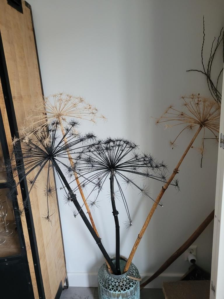 Gedroogde Berenklauwen - 4 stuks, Ophalen, Zo goed als nieuw