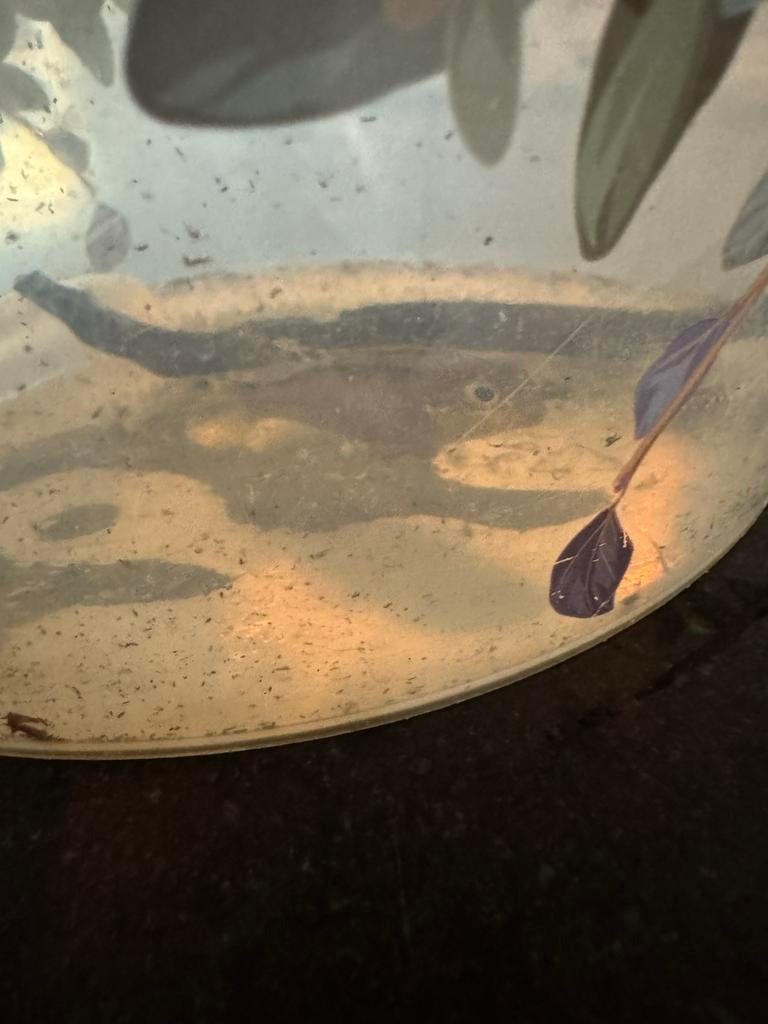 Dwergcyclide kersenbuik vrouw, Vis