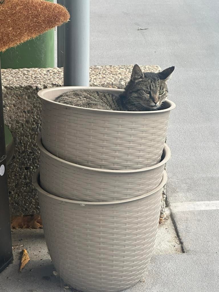 Dieren oppas, Boeken, Dieren en Huisdieren, Ophalen of Verzenden