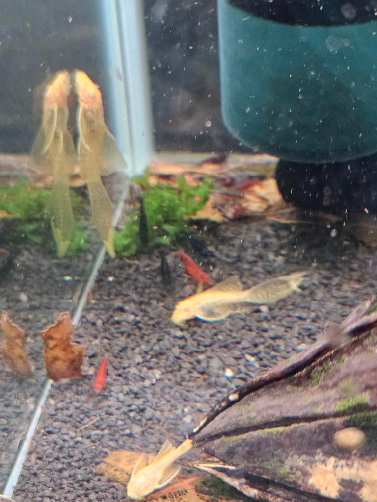 Ancistrus albino longfin. Momenteel tussen de 4 a 5cm groot, Dieren en Toebehoren, Vissen | Aquariumvissen, Vis, Zoetwatervis