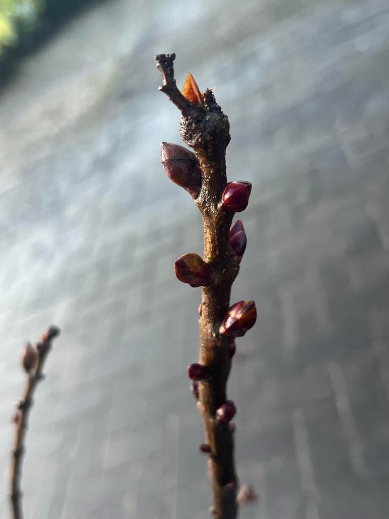 Paarse Sering, Vaste plant, Halfschaduw, Lente, Ophalen