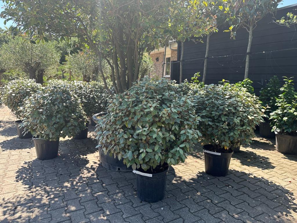 Elaeagnus ebbingei - Olijfwilg bol 70/80 cm te koop, In pot, Halfschaduw, Lente, Minder dan 100 cm