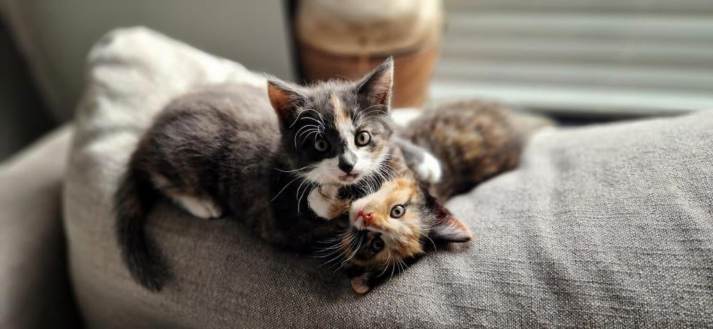 Lieve kruising Noorse boskat kittens, Poes, Ontwormd