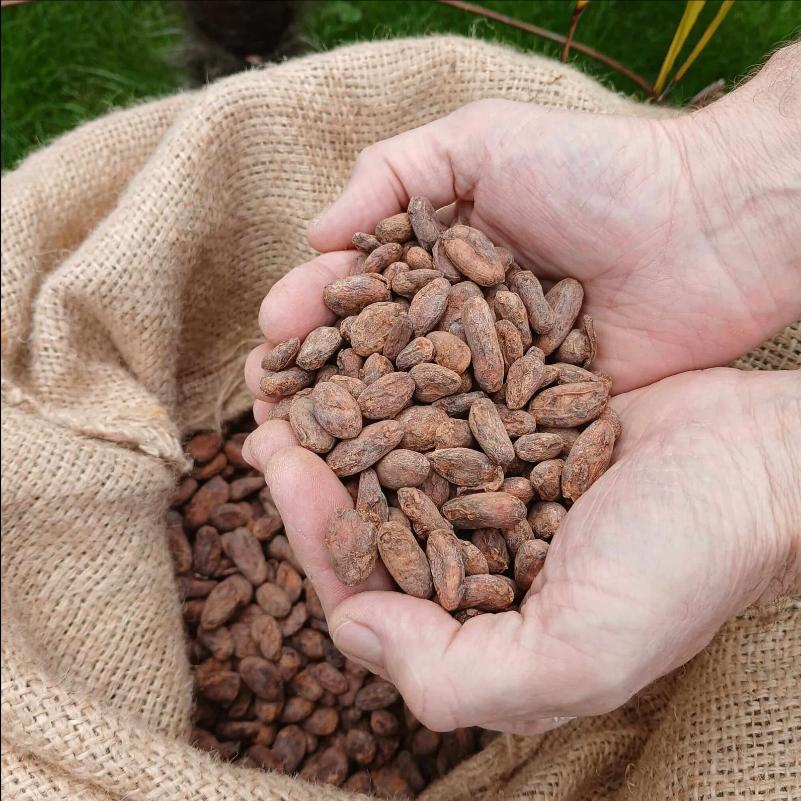 Premium Rauwe Criollo Cacaobonen, Diversen, Ophalen of Verzenden