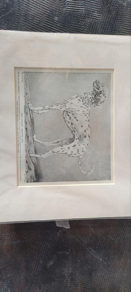 Prent chinese naakthond, Verzenden