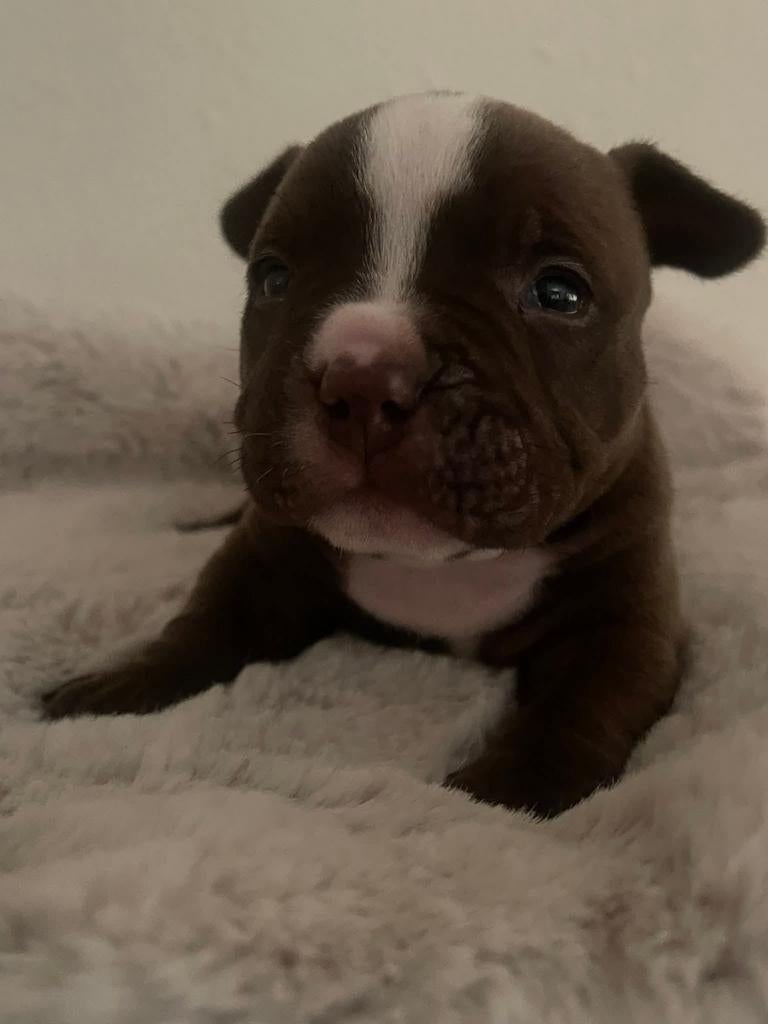 Micro Exotic bully pups 2 teefjes beschikbaar ️🥰❤️, Overige rassen, 8 tot 15 weken, Meerdere dieren, Eén hond