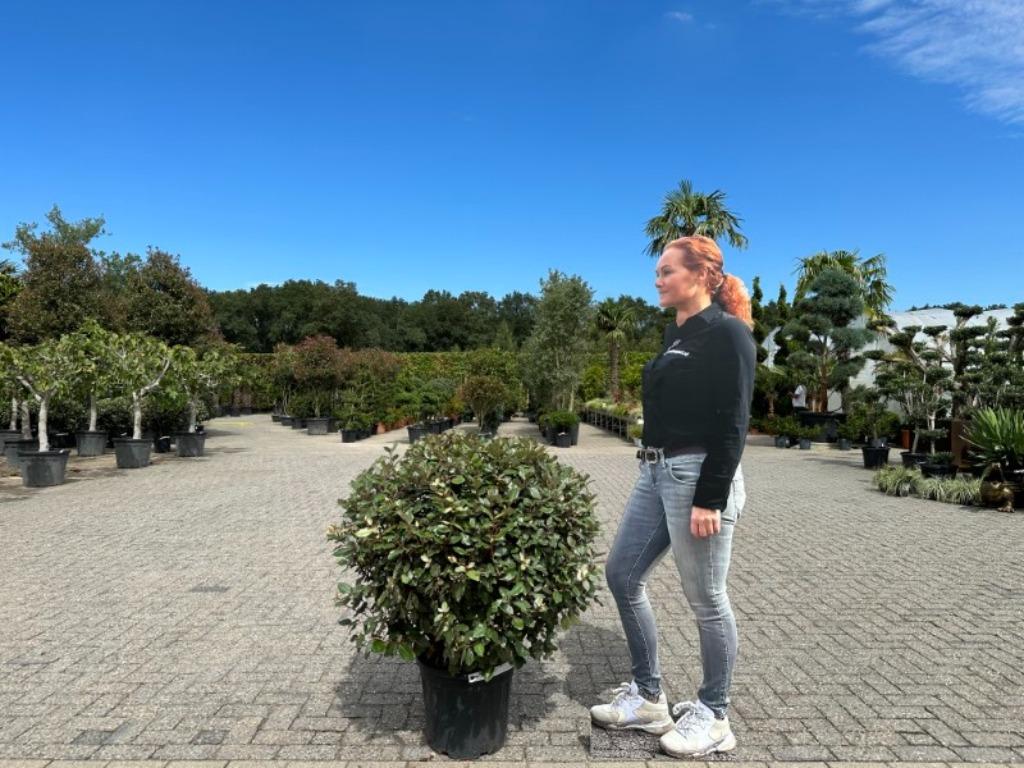 Elaeagnus ebbingei - Olijfwilg bol 70/80 cm te koop, In pot, Halfschaduw, Lente, Minder dan 100 cm