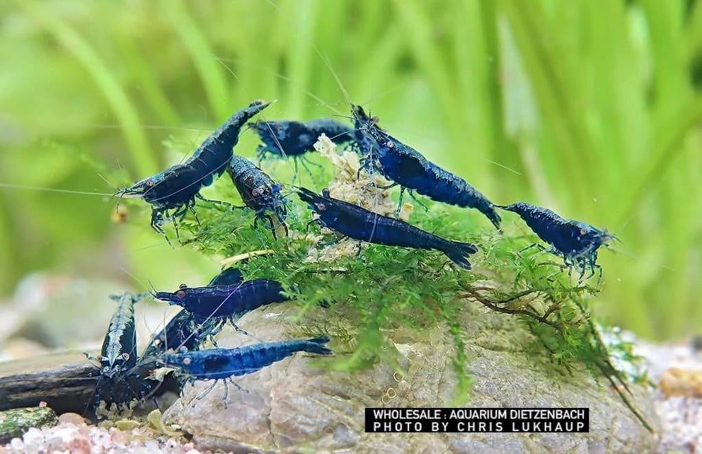 Pre order: Sapphire Neocaridina garnaal - garnalen, Kreeft, Krab of Garnaal, Zoetwatervis