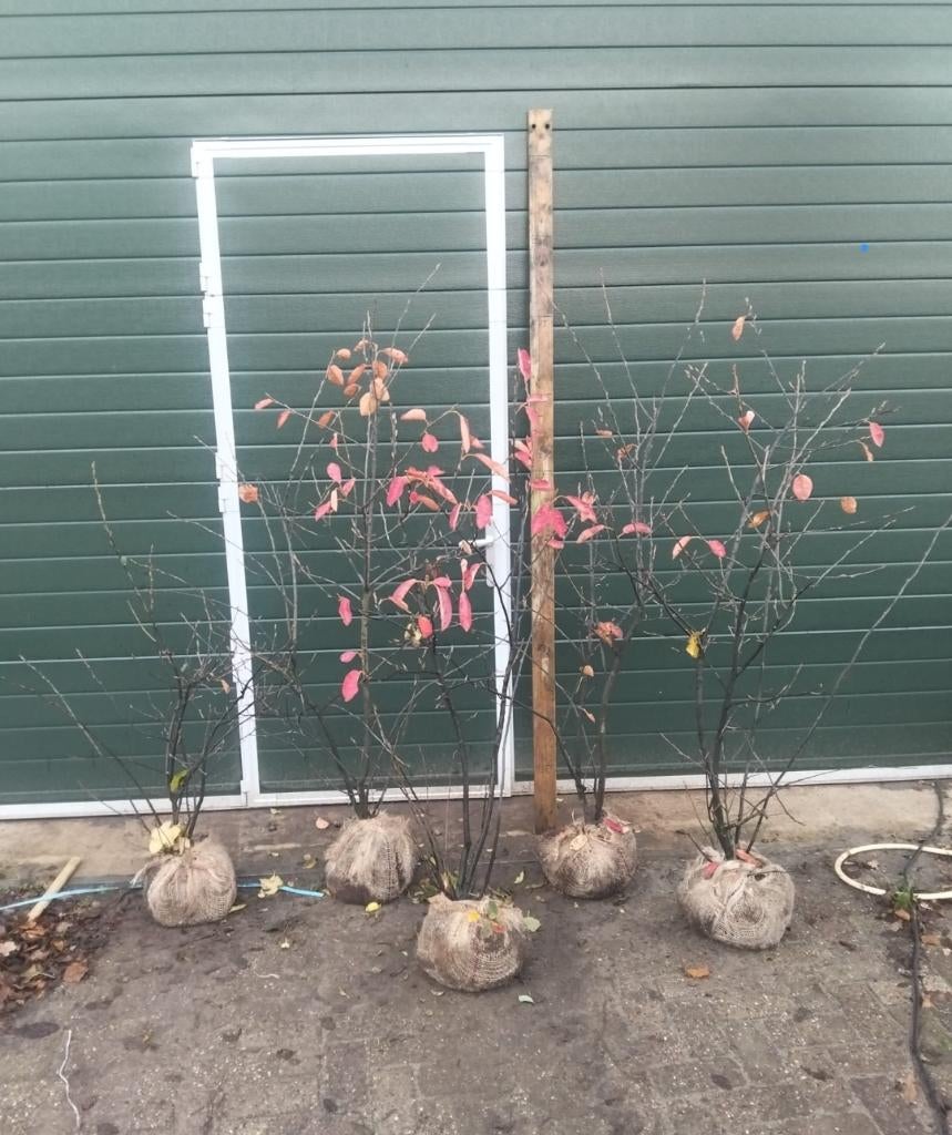 Mooie meerstammige krentenboom, Tuin en Terras, Planten | Bomen, Overige soorten, Lente, 100 tot 250 cm, Ophalen