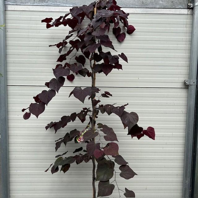 Cercis of Judasboom, Ophalen of Verzenden, Lente, In pot, 100 tot 250 cm
