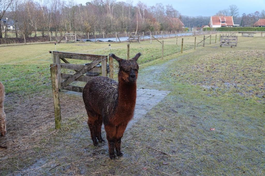 Alpaca dekhengst, Dieren en Toebehoren, Augustus, Mannelijk