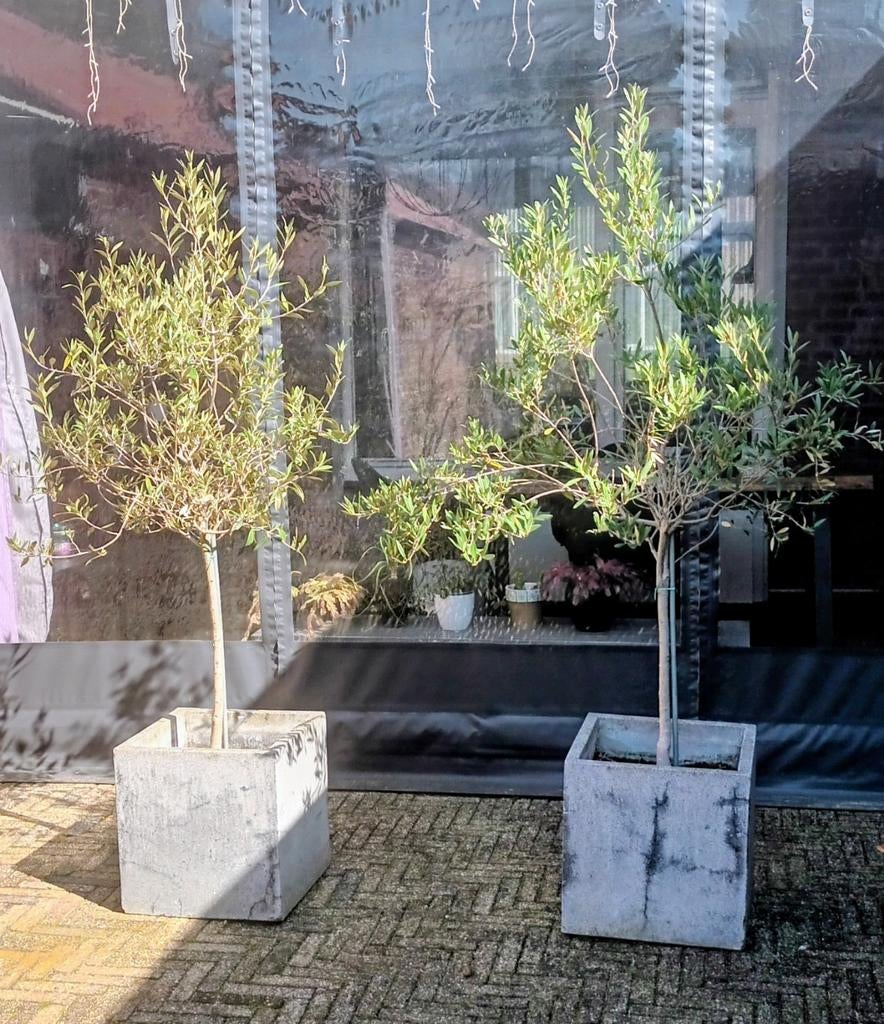 2 x OLIJFBOOM COMPLEET MET PLANTENBAK, Ophalen, Rond, Steen, Minder dan 30 cm