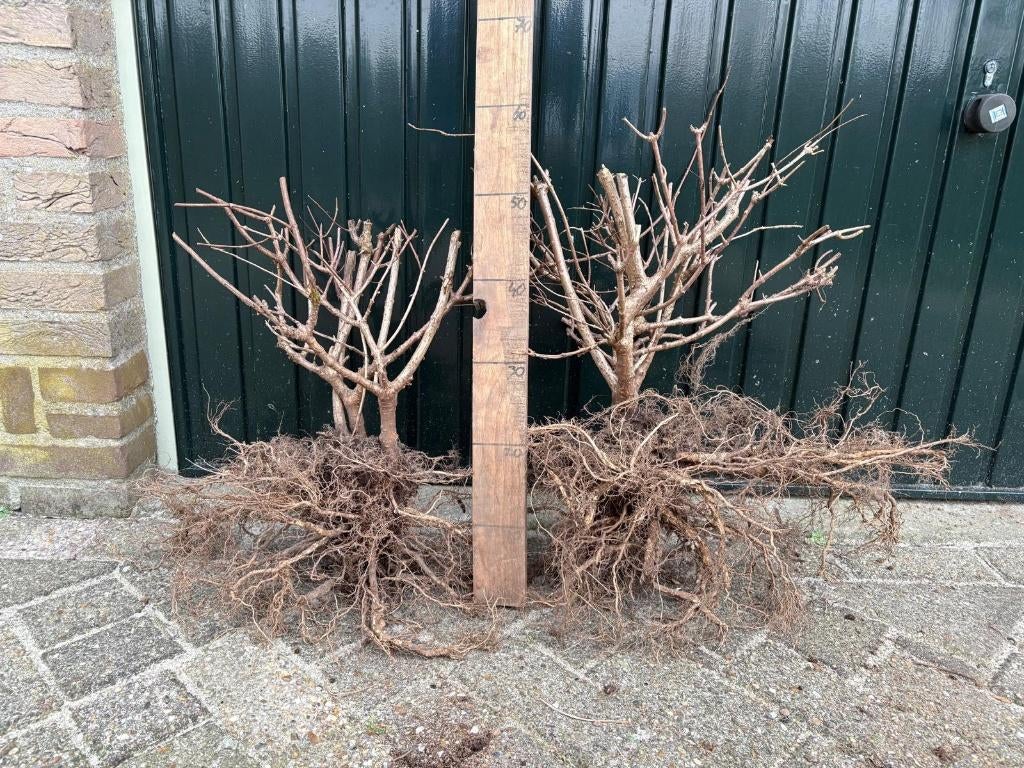 Veldopruiming diverse soorten Hydrangea Paniculata, Vaste plant, Halfschaduw, Zomer, Ophalen