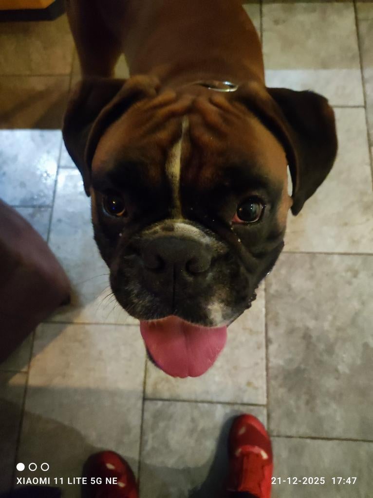 Oppas uitlaat voor honden, katten, dieren. Regio Leiden, Diensten en Vakmensen