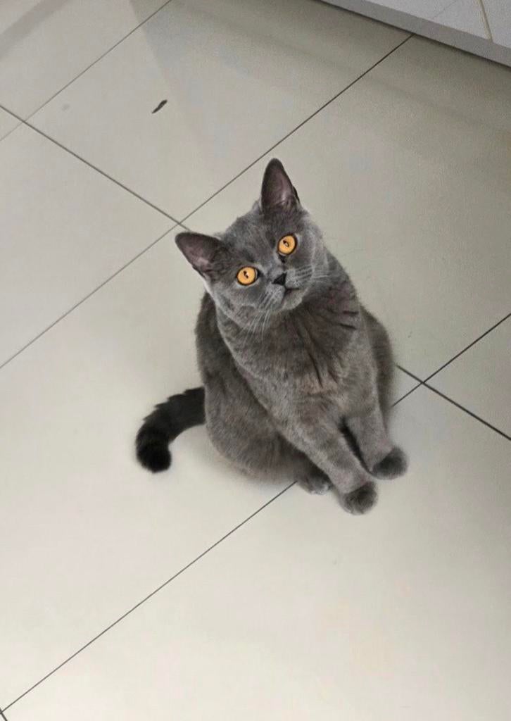 Britse korthaar, Poes, Gechipt