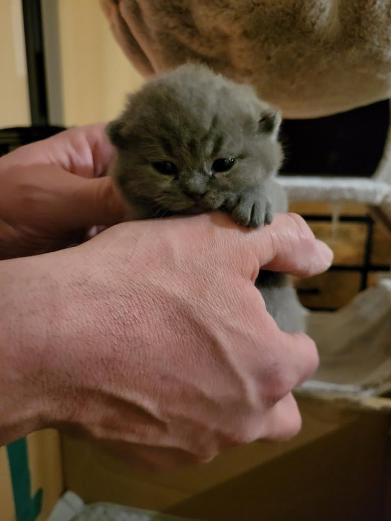 Britse Korthaar kittens, Dieren en Toebehoren, Katten en Kittens | Raskatten | Korthaar, Poes, Ontwormd, Ingeënt