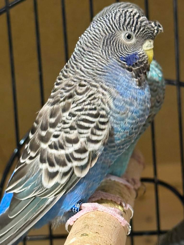 Blackface split blackwing, Vrouwelijk, Parkiet