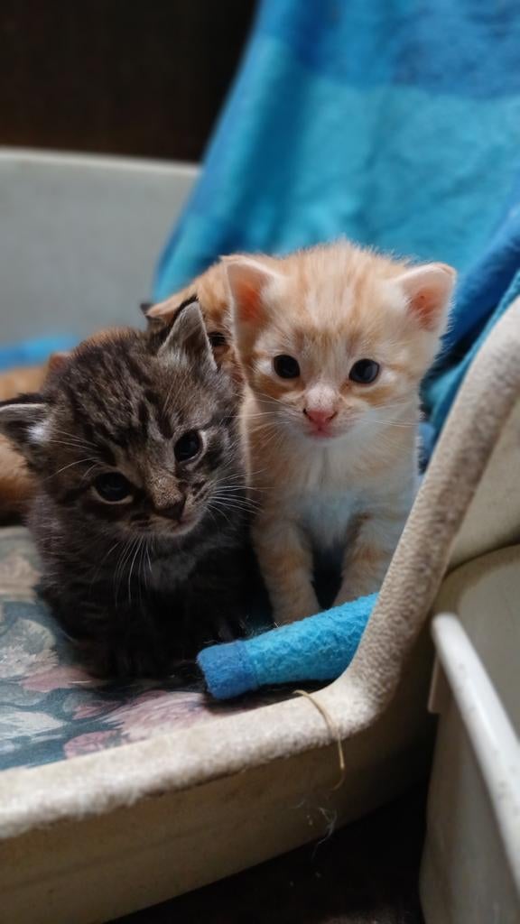 Boerderijkittens, Dieren en Toebehoren, Katten en Kittens | Overige Katten, Meerdere dieren, Kortharig, 0 tot 2 jaar