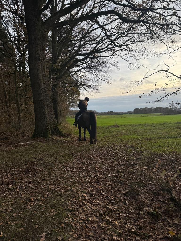 Verzorg paard gezocht !! Verzorgster aangeboden