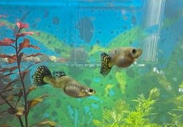 Guppy’s te koop, Ophalen, Zo goed als nieuw