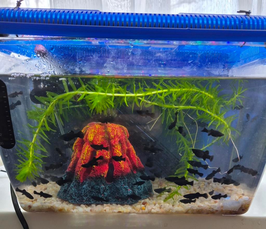 Black Mollys, Dieren en Toebehoren, Vissen | Aquariumvissen, Vis