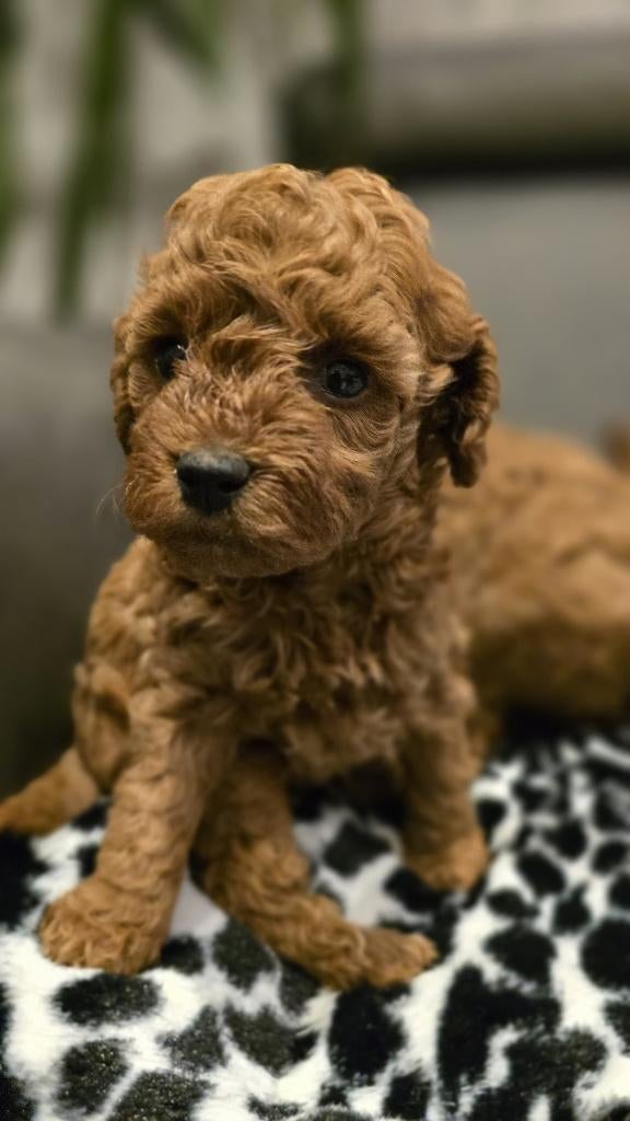 poedel pup toy / dwerg te koop, België, Fokker | Hobbymatig, Overige rassen, 8 tot 15 weken