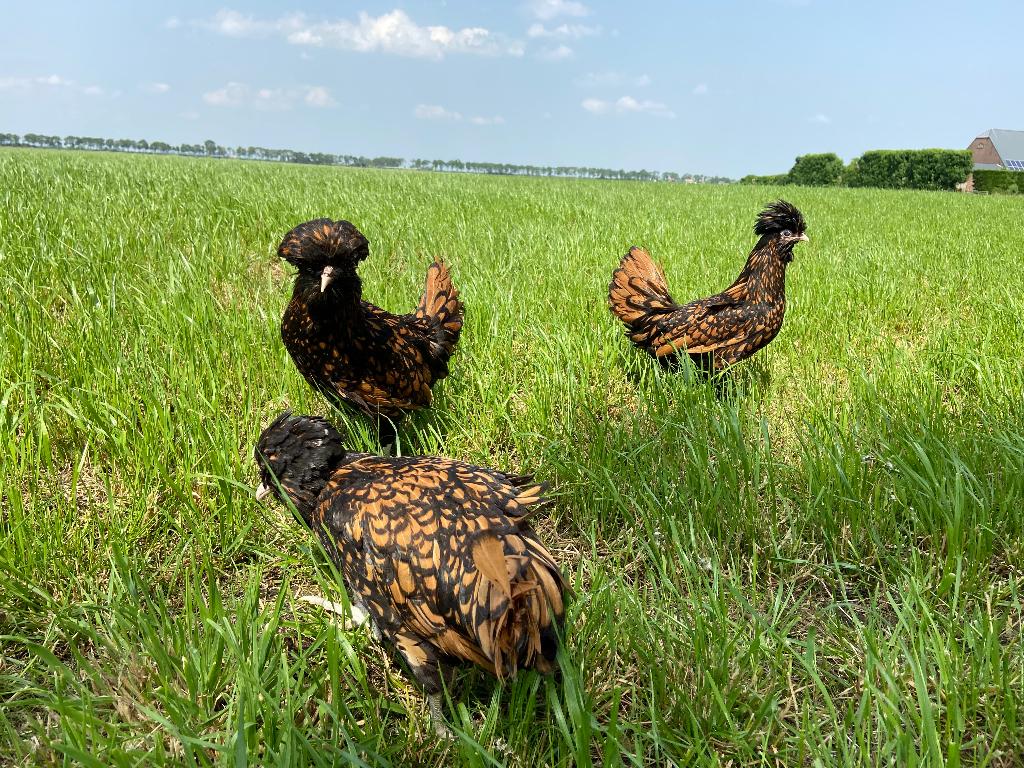 Jonge tamme Padua kriel kippen gesekst en ingeënt, Vrouwelijk, Kip