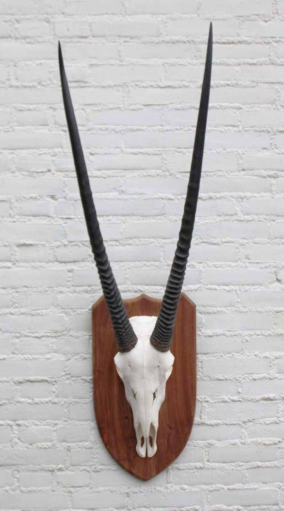 Grote SPIESBOK / ORYX op houten schild - ref. E (gewei), Ophalen of Verzenden, Zo goed als nieuw, Wild dier, Schedel