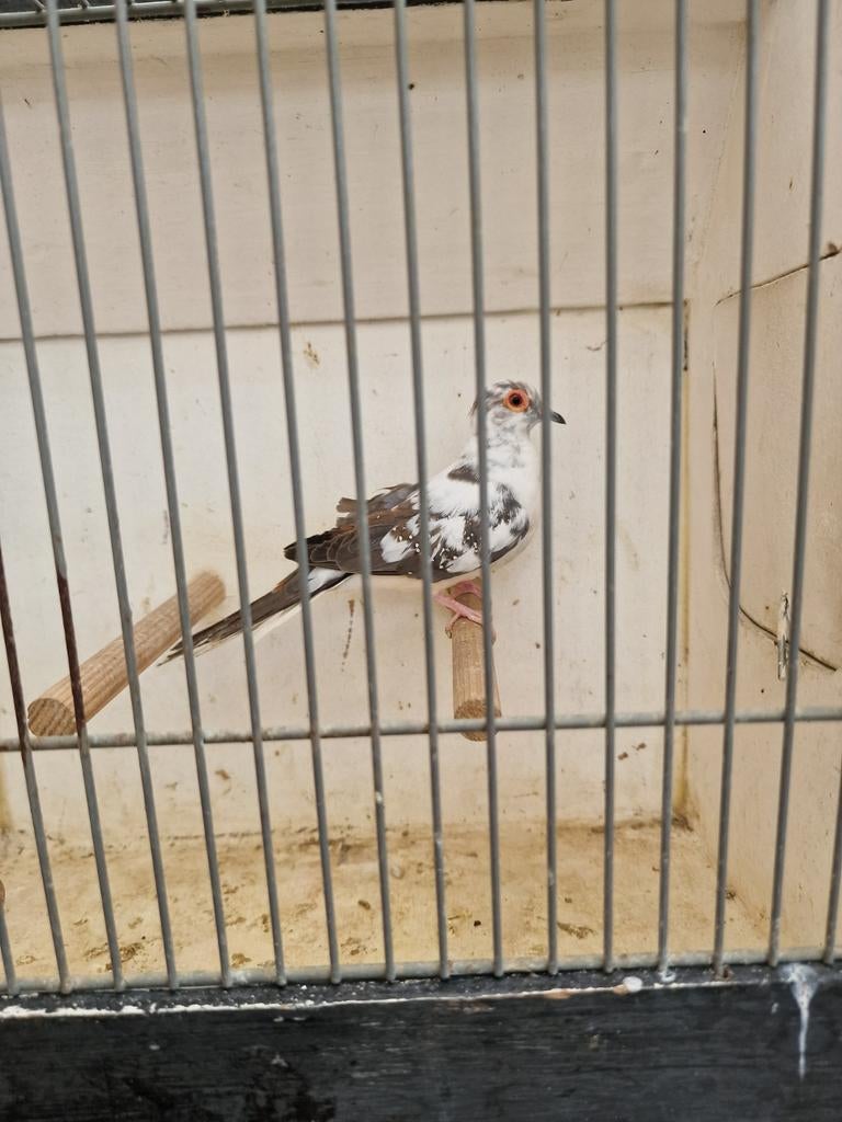 bonte diamantduifjes diamantduiven doffer, Dieren en Toebehoren, Vogels | Overige Vogels, Mannelijk, Tropenvogel