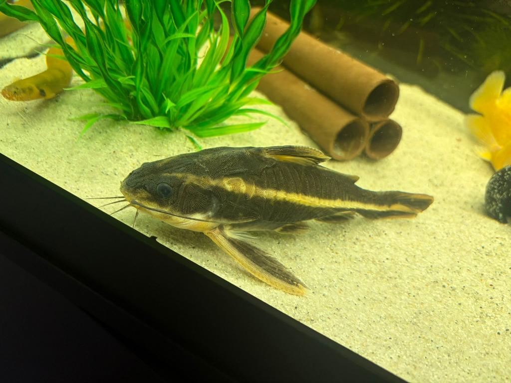 Platydoras Costatus Knor Meerval, Vis, Zoetwatervis, Schoolvis