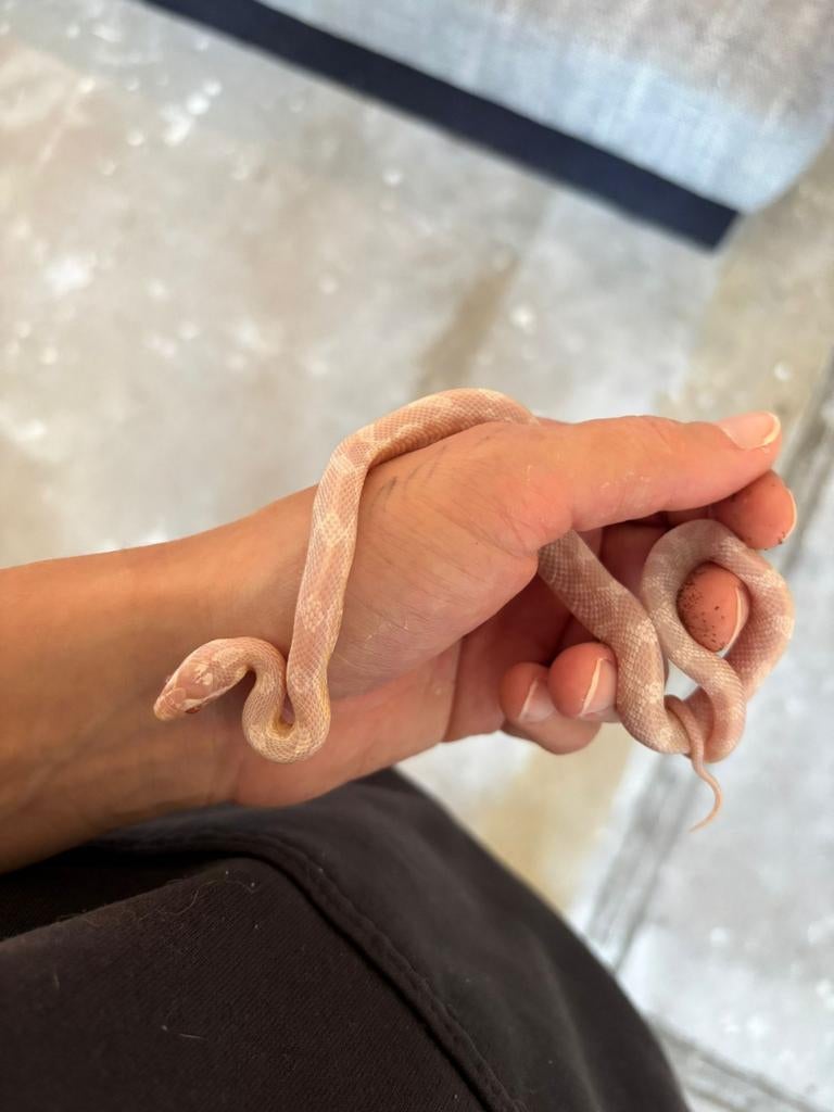 Rattenslangen Rat Snake - female for sale from M