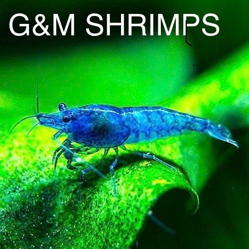 Blue dream garnalen, Dieren en Toebehoren, Vissen | Aquariumvissen, Kreeft, Krab of Garnaal