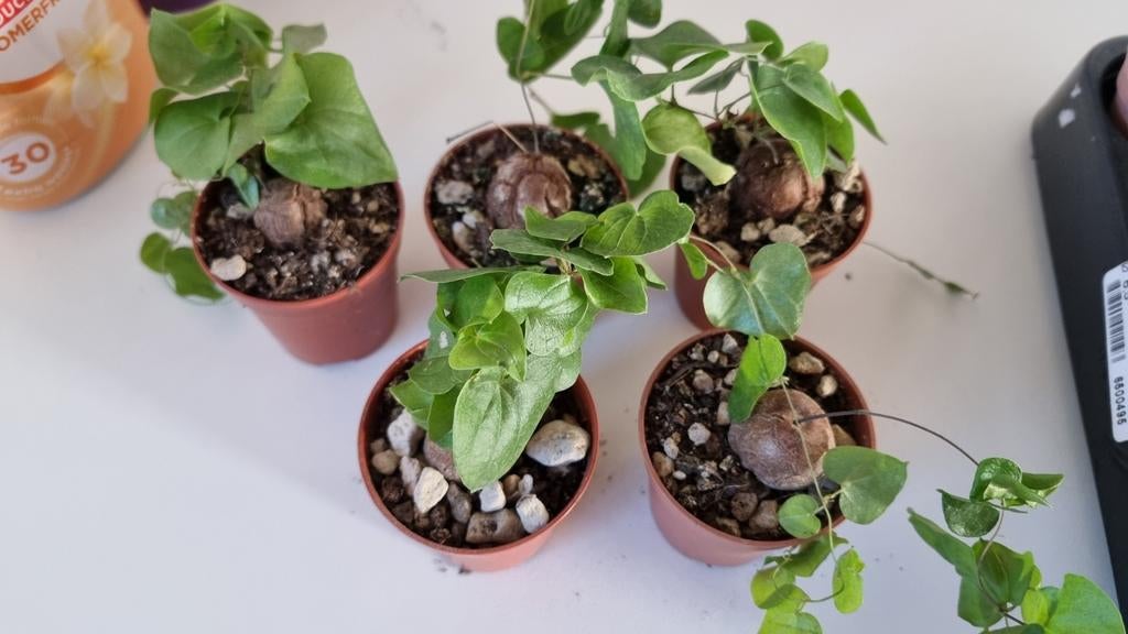 DISCOREA ELEPHANTIPES CAUDEX SUCCULENT LEUKE PLANTEN, Ophalen of Verzenden, Halfschaduw, Minder dan 100 cm