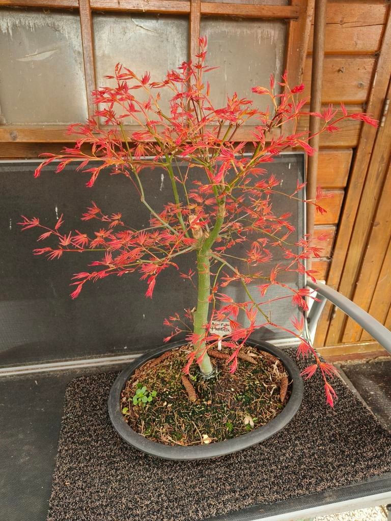 Bonsai Acer palmatum Phoenix, Ophalen, Bloeit niet, Halfschaduw, Overige soorten