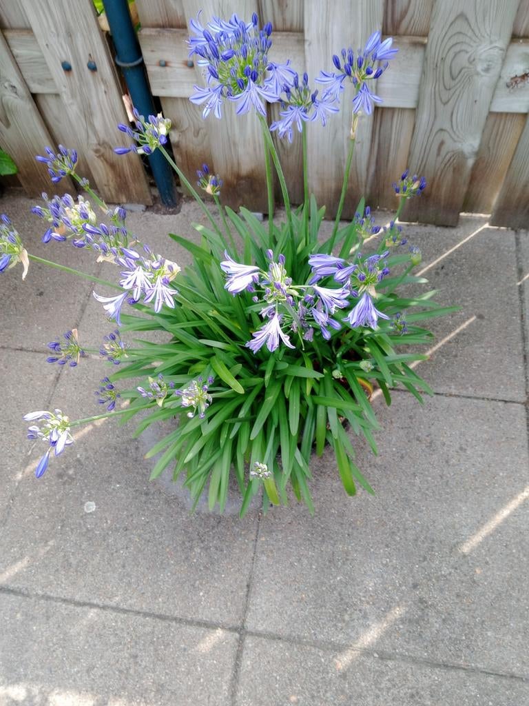 Agapanthus, Ophalen, Overige soorten, Volle zon