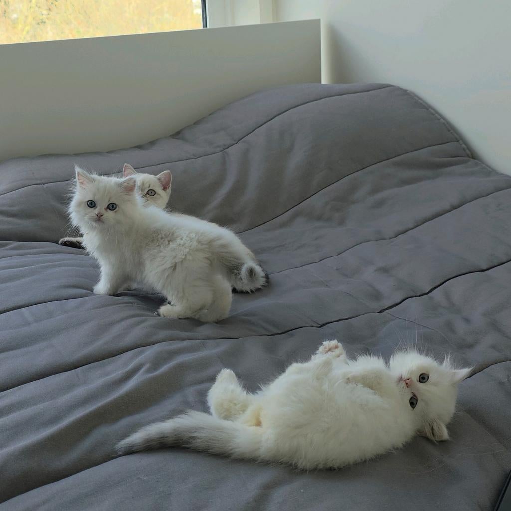 Elegant British Longhair White Kitten, Dieren en Toebehoren, Poes, Met stamboom, 0 tot 2 jaar