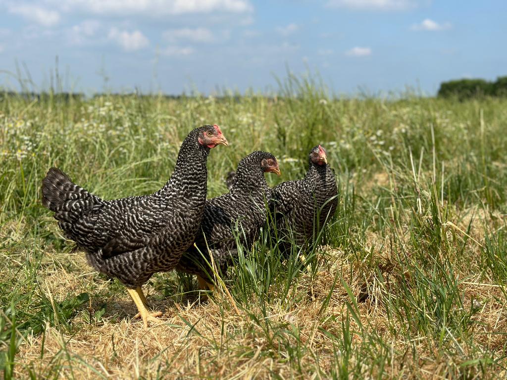Jonge tamme Hollandse koekoek kippen gesekst en ingeënt, Dieren en Toebehoren, Pluimvee, Vrouwelijk, Kip