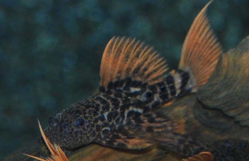 L-Nummers: L600 Pseudacanthicus leopardus, Dieren en Toebehoren, Vissen | Aquariumvissen, Zoetwatervis, Vis