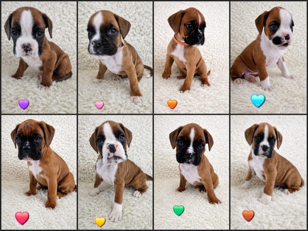 100% Raszuivere BOXER PUPS TE KOOP!, Overige rassen, 8 tot 15 weken, Meerdere, Meerdere dieren