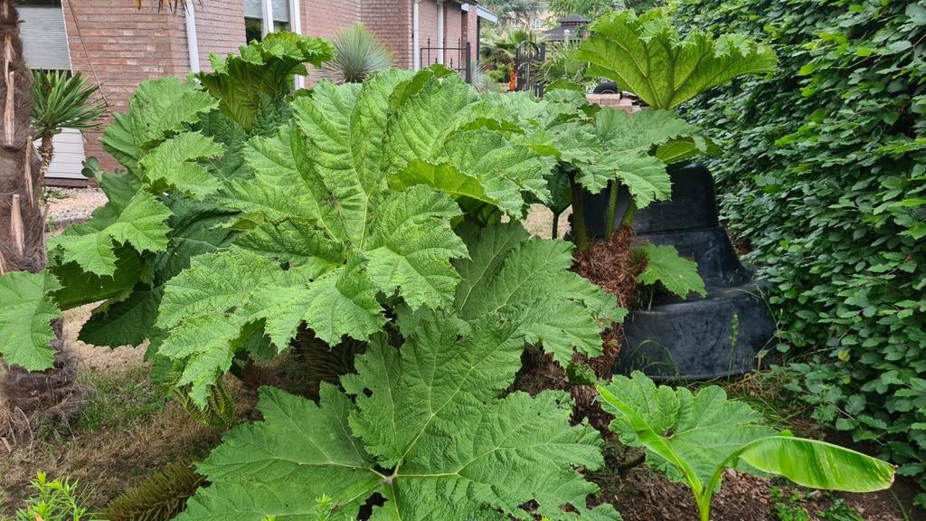 Gunnera Manicata. De enige echte reus., Ophalen, Overige soorten, Volle zon