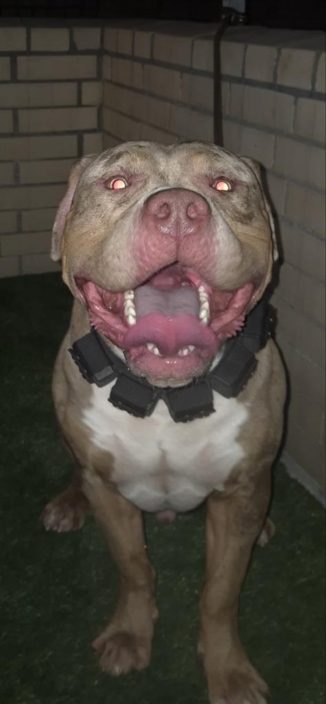Prachtige Tri Merle American Bully te koop, Reu, CDV (hondenziekte), 1 tot 2 jaar, Groot