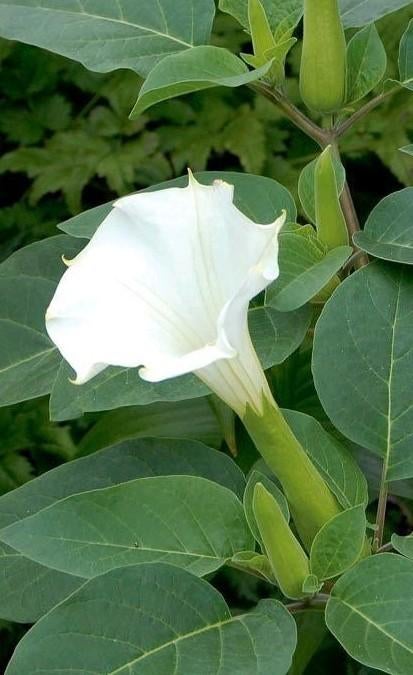 Zaden Datura sp., Ophalen of Verzenden, Zaad